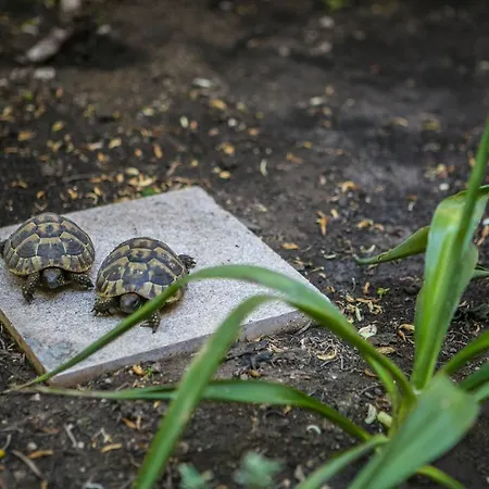 Апартаменты Kanavelic Place - Old Town *